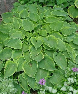 Hostas