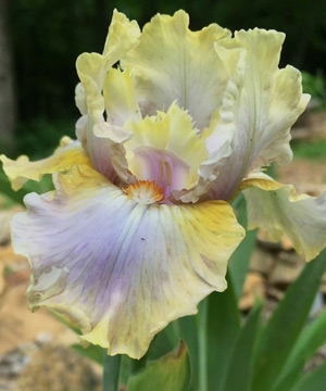 Iris